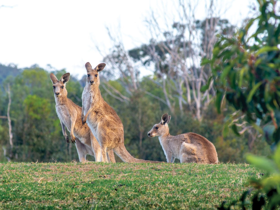 80 Flametree Circuit, Arundel QLD