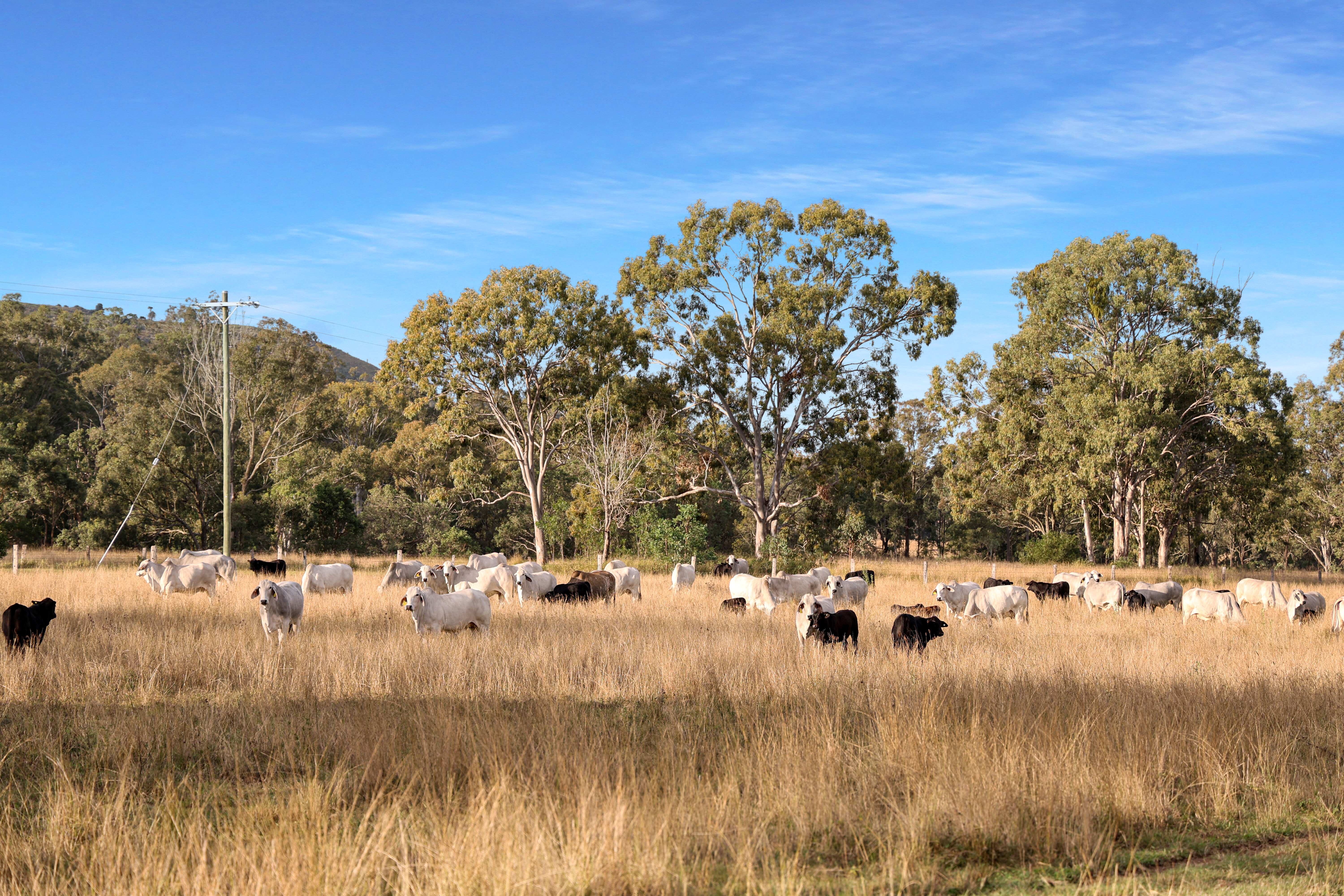 396 Kooralgin-Upper Yarraman Road, Kooralgin For Sale by Farmbuy.com - image 8