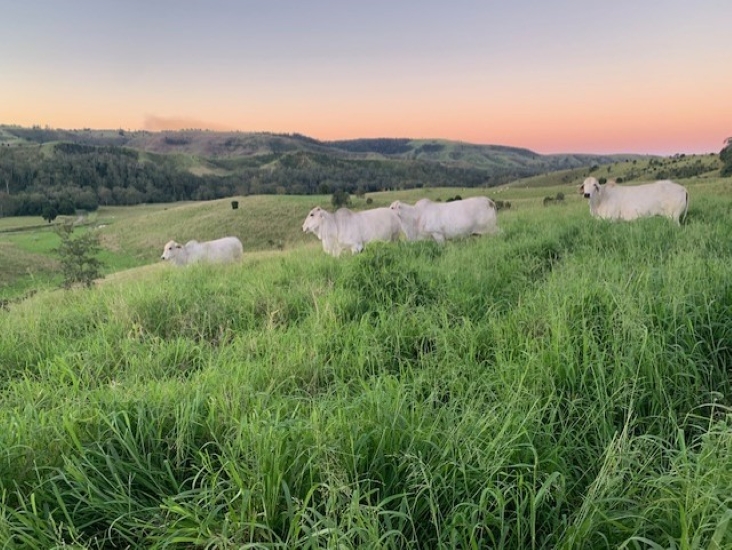 396 Kooralgin-Upper Yarraman Road, Kooralgin For Sale by Farmbuy.com - image 12
